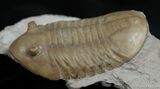 D Asaphus Lepidurus Trilobite ( Inches) #461-6